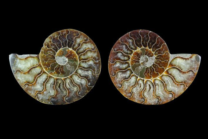 Sliced Ammonite Fossil - Agatized #124989